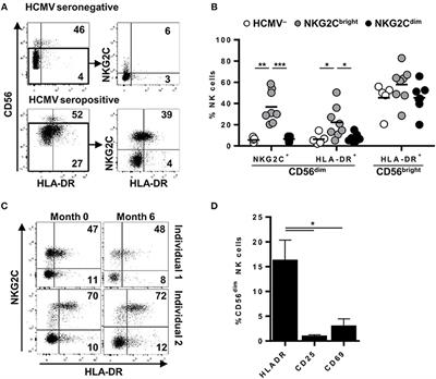 Human Cytomegalovirus Antigen Presentation by HLA-DR+ NKG2C+ Adaptive NK Cells Specifically Activates Polyfunctional Effector Memory CD4+ T Lymphocytes